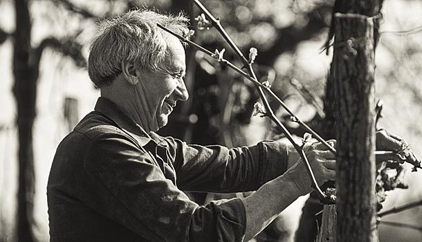 Edi Simčič tending to a vine in the vineyard.